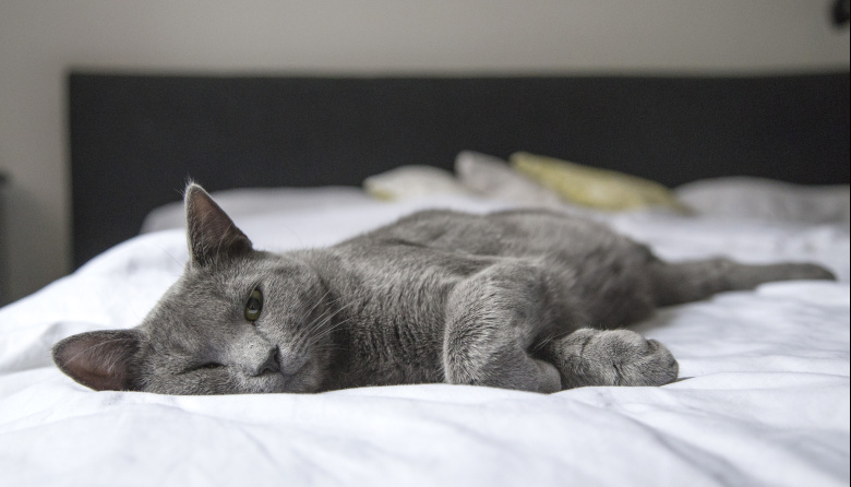 Dormir con el gato en la cama: ¿sí o no?