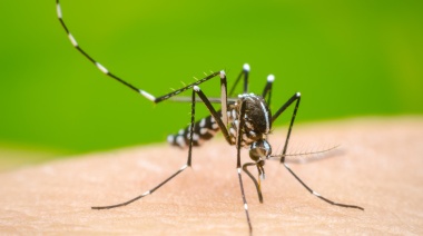 El dengue sigue batiendo récords de casos y muertes en el país