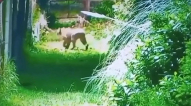 Alarma en Escobar: buscan a un puma cerca de un barrio privado