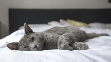 Dormir con el gato en la cama: ¿sí o no?