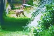 Alarma en Escobar: buscan a un puma cerca de un barrio privado