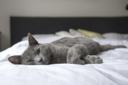 Dormir con el gato en la cama: ¿sí o no?